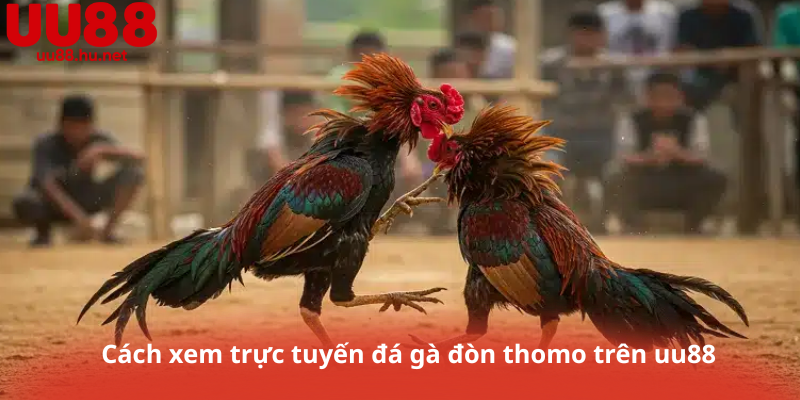 Cách xem trực tuyến đá gà đòn thomo trên uu88