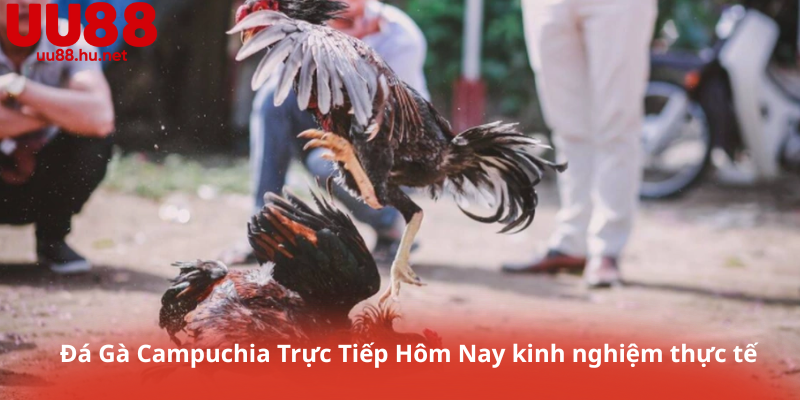 Đá Gà Campuchia Trực Tiếp Hôm Nay kinh nghiệm thực tế