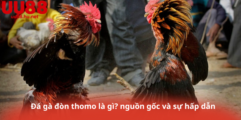 Đá gà đòn thomo là gì? nguồn gốc và sự hấp dẫn